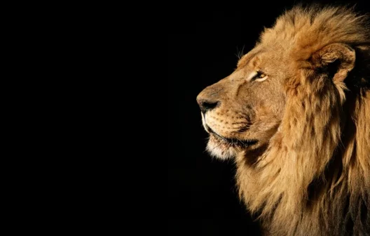 "Governo anuncia ampliação da faixa de isentos do Imposto de Renda a partir de 2024"