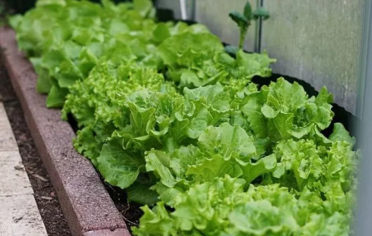 "Descubra como cultivar alimentos frescos em qualquer espaço, poupando dinheiro nas compras!"