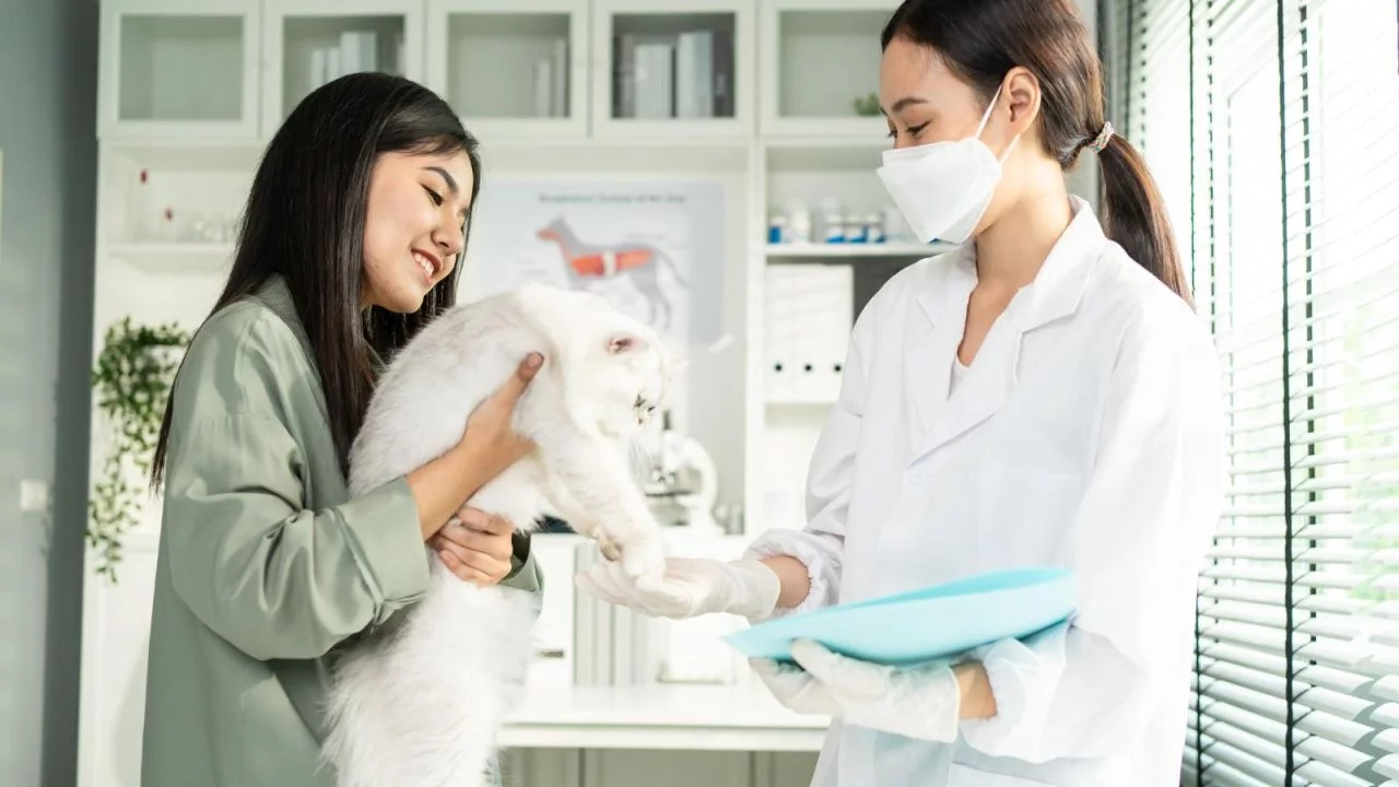 Seguro pet vale a pena? Confira as principais coberturas ofertadas