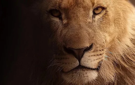 "Imposto de Renda 2023: Descubra se é permitido enviar a declaração sem todos os dados!"